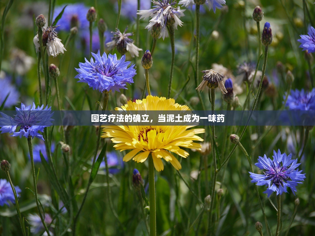 园艺疗法的确立,当泥土成为一味药 园艺疗法的确立,当泥土成为一味药